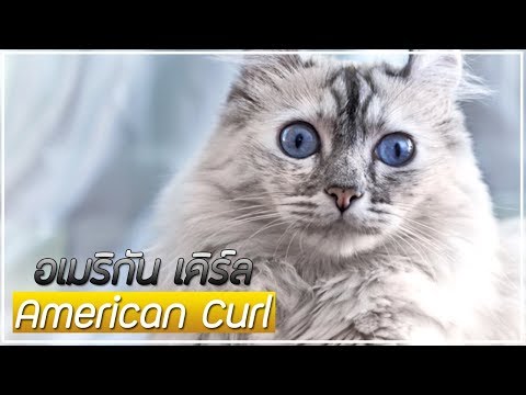 รู้จักแมวพันธุ์ อเมริกัน เคิร์ล (American Curl) เหมียวดวงตาเป็นรูปวอลนัท !!