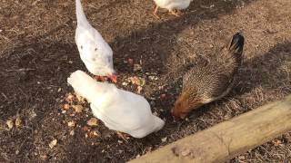 Starting a Chicken Coop YouTube