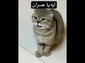 ايه يا عسران cat خليلة_باستيته funny shorts mp3