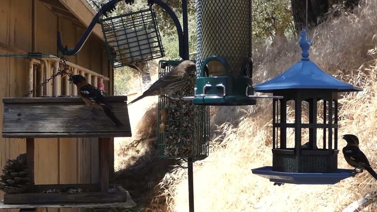 Grosbeak, House Finch, Purple Finch, Titmouse, Nuthatch - California