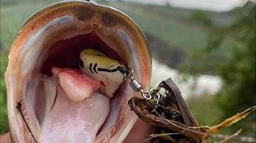 Thử nguyên ngày câu lure cá lóc bằng mồi nhái hơi SB01 màu vàng