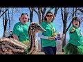 an emu at a parade? here’s what happened...