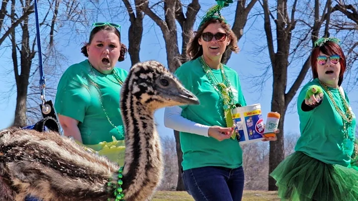an emu at a parade? heres what happened...