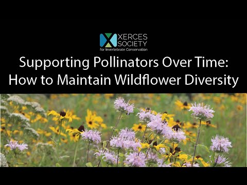 Video: Upper Midwest Pollinators – Mga Hardin Para sa Mga Pollinator Sa East North Central Region