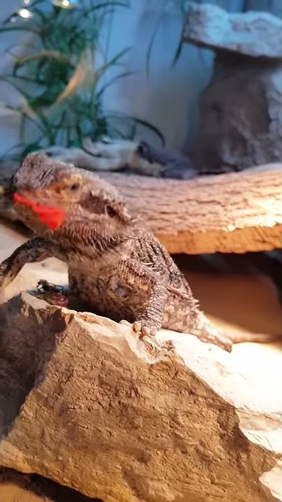 What flowers can bearded dragons eat