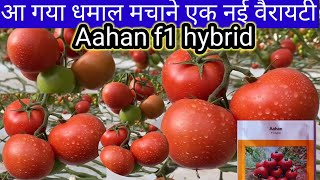 2023 में धमाल मचाने आ गया आहान टमाटर। Tamatar ki kheti kaise karen. Aahan best variety of tomato