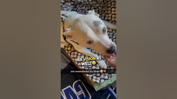 Blind and deaf dog reunites with her owner 😭❤️ #shorts