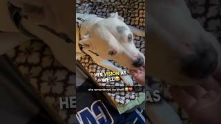 Blind and deaf dog reunites with her owner ️ #shorts