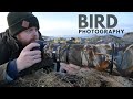 BIRD PHOTOGRAPHY at the coast || I did not expect this - wren, nikon D500