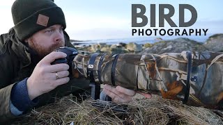 BIRD PHOTOGRAPHY at the coast || I did not expect this - wren, nikon D500