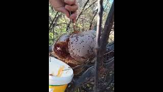 Find bee hive %100fresh and natural