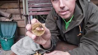 Red Cracking Bolete 