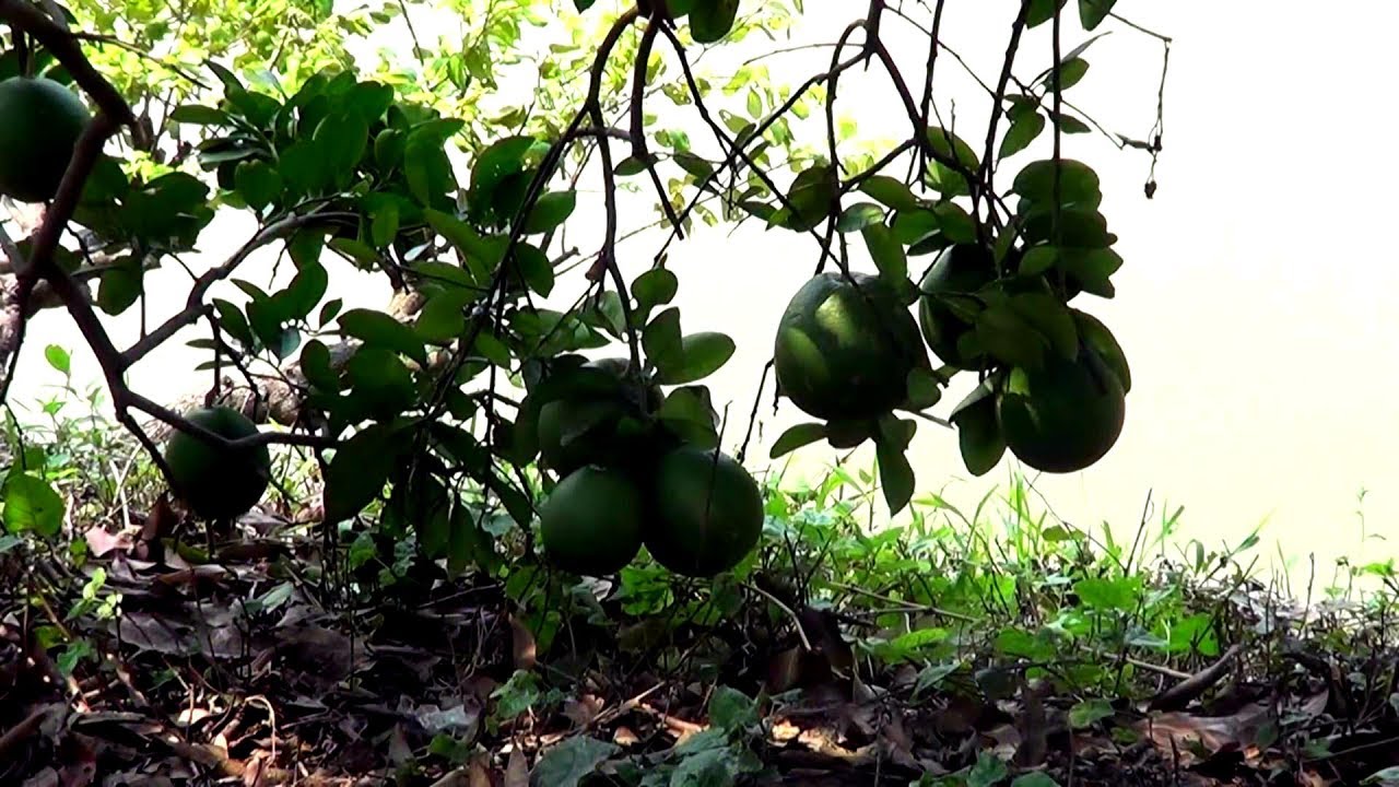 Fruits Of Bangladesh , Batabi Lebu / বাতাবি লেবু / Citrus Maxima Pomelo