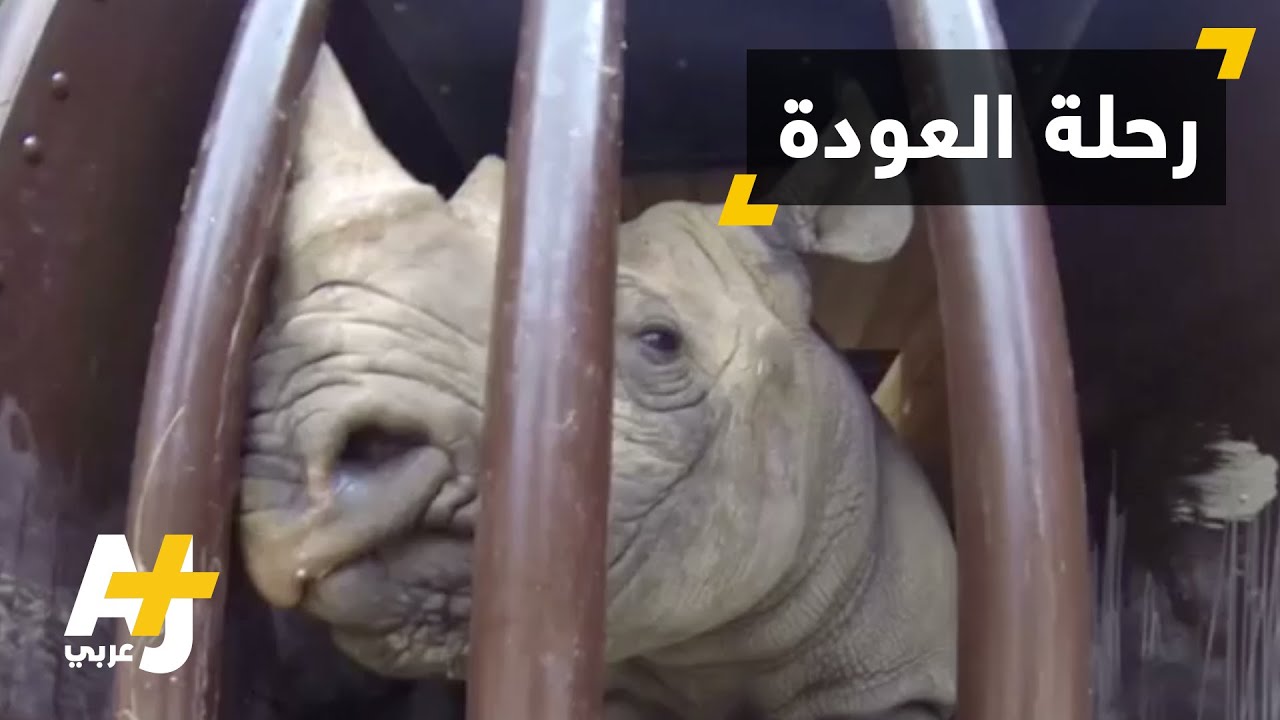 وحيد قرن يعود إلى بلده الأم عبر DHL