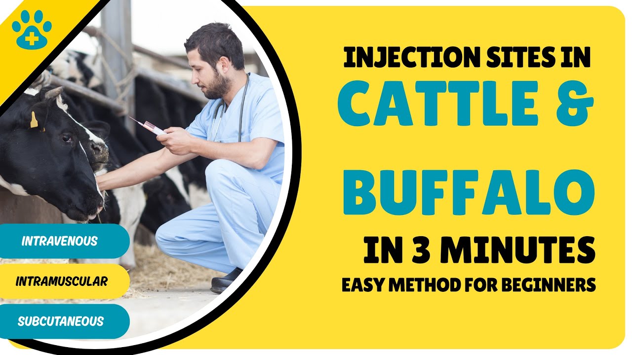 Injection Sites in Cattle & Buffalo [CC] | IV, IM & SC Quick Revision 🐾 ...
