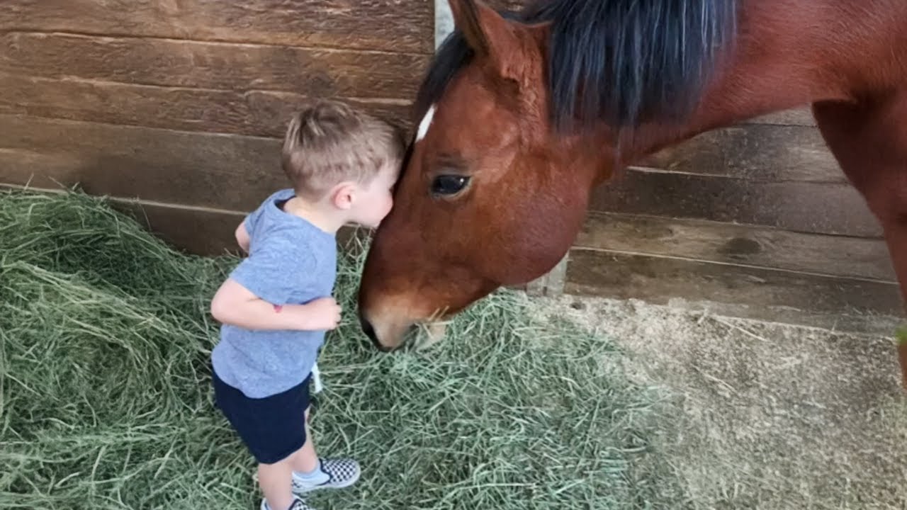 Little Friends Have the Sweetest Dialogues with Animals