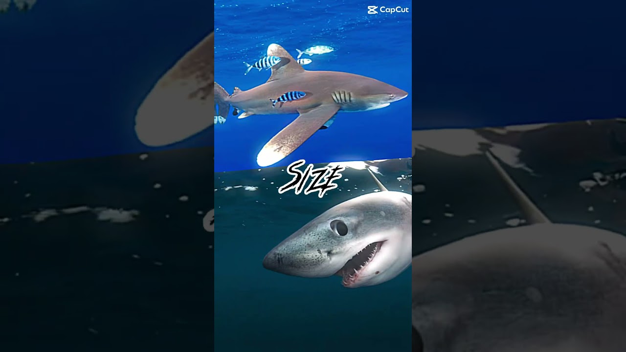 Oceanic Whitetip vs Salmon Shark (Shark Championship #8)