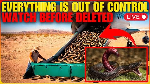 Florida Released Something That KILLS SNAKE FROM THE INSIDE And Then This Happened... - Documentary