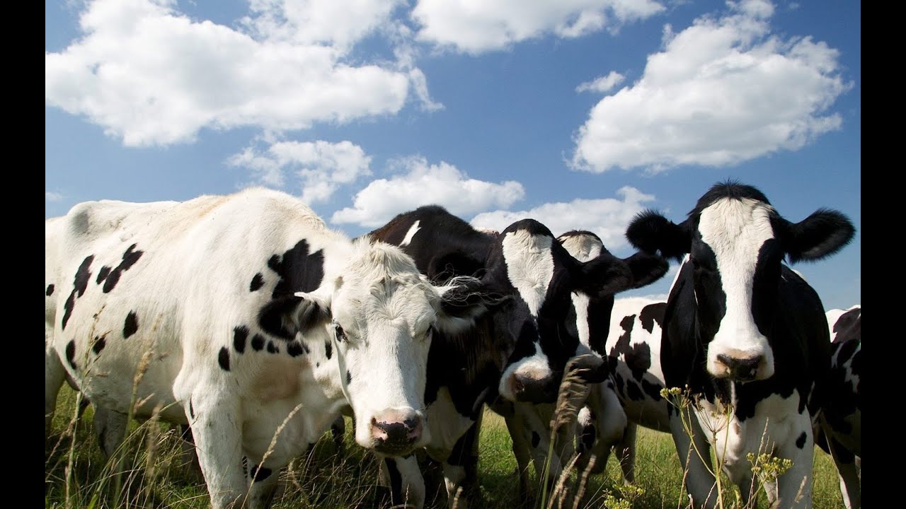 * The Power of Music Pt.1 ~ Cow Edition * - YouTube
