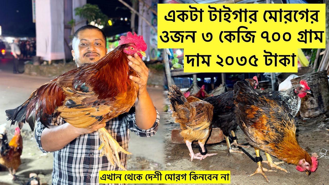৩০০ ফিট থেকে দেশী মোরগ কেনায় খুব সাবধান‼️টাইগার কিনতে পারেন, আমি ৩.৭ কেজির একটা নিলাম ২০৩৫ টাকায় 👍