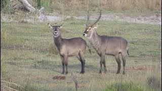 WATERBUCK MATING IS QUITE DIFFICULT (ANIMALS MATING)