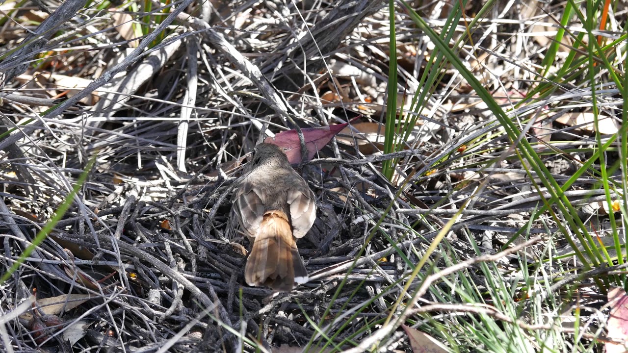 Ptaki Australii: Drymodes brunneopygia 05