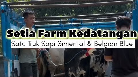 Kandang Setia Farm Kedatangan 1 Truk Sapi Simental & Belgian Blue Bakalan Sapi Jumbo