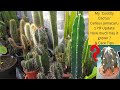 My cuddly cactus cereus jamacaru 1 yr update how much has it grown   care tips cacti cactus