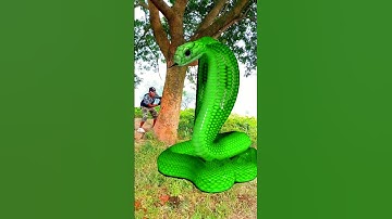 Anaconda snake in real life P4#shorts #short #snake #nagin #python #anaconda #snakes #bigsnake