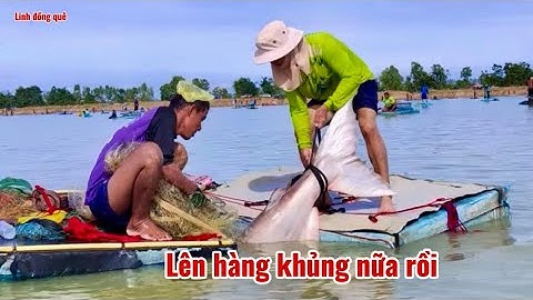Thật là khủng khiếp hàng dữ nữa rồi cá tra dầu #Linhđồngquê