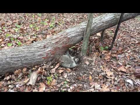 Raccoon Rescue