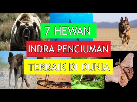 Video: Hewan apa yang memiliki indra penciuman paling kuat?