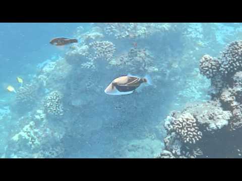 Nikon Coolpix AW110 underwater sample video #1