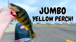 Spring Jumbo Yellow Perch Fishing on the Great Lakes