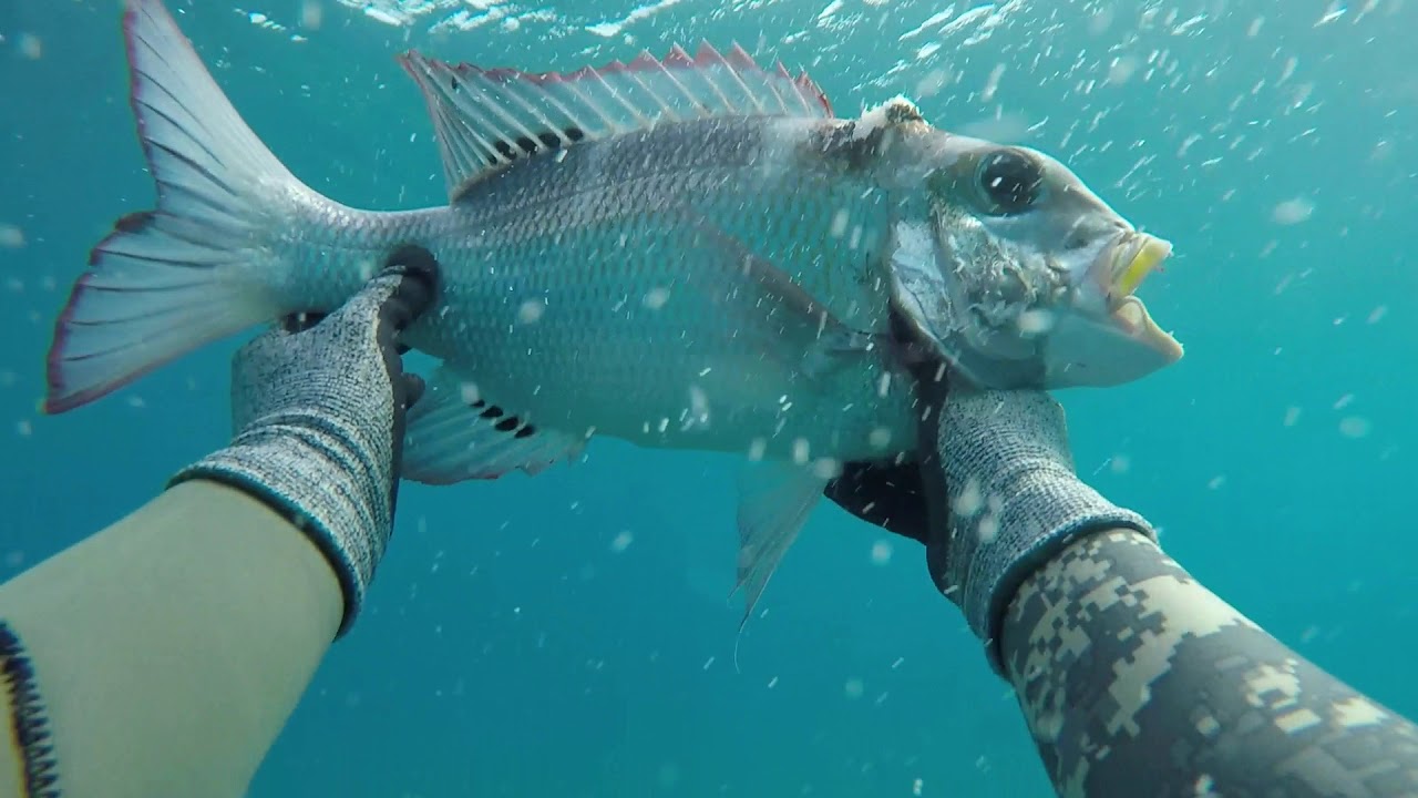 spearfishing hawaii OAHU KINE PART 1 YouTube