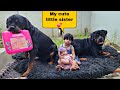 Cute babies playing with dogs | rottweiler dog | dog and baby | #funnyvideo #dog