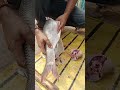 Rui Mach Kata Rui Mach Kata