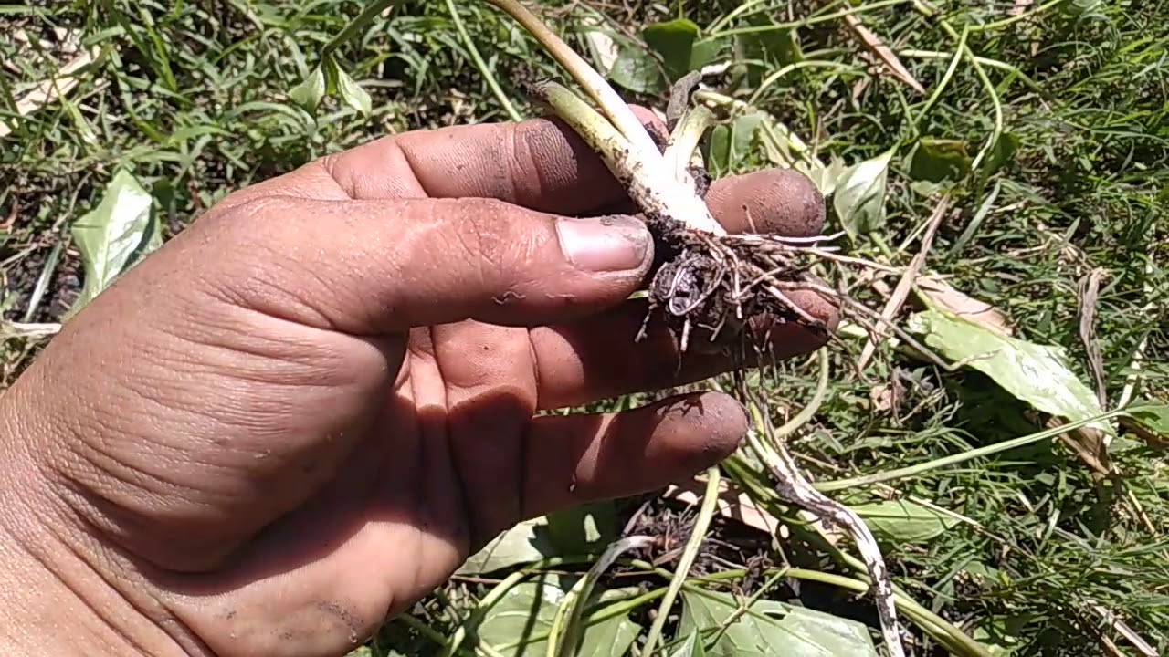 Ini keladi tikus asli...bukan keladi katak..