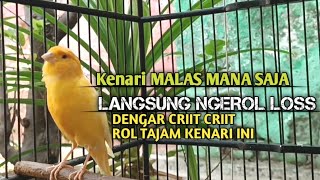 kenari gacor panjang Cuit Cuit EMOSI, Pancingan Kenari Paud Belajar Bunyi, terapi AMPUH Kenari MACET
