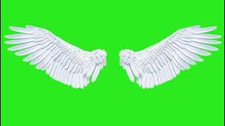 Wings | Green Screen: Chroma Key Full 1080p HD