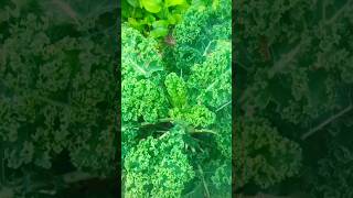 이 채소는 먹으면 약보다 더 좋습니다. #건강정보