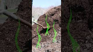 How I Get Rich Compost in HALF the Time 🌱 #diy #Compost #GardenTips #DIYGarden #OrganicFarming