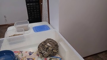 Orange Ghost Ball Python gave me 8 eggs