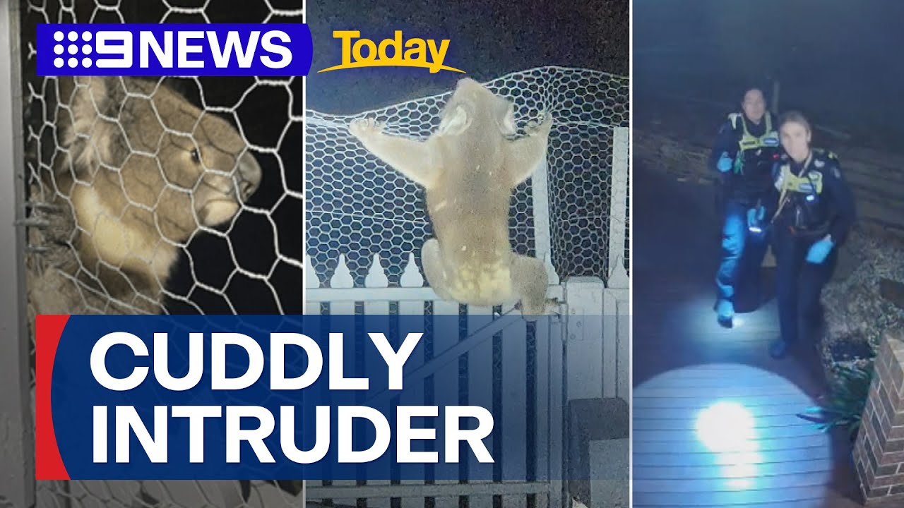 Police called for suspected break-in find a cuddly koala | 9 News Australia
