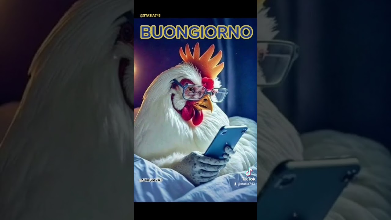 BUONGIORNO E BUONA GIORNATA #gallo #buongiorno #buonagiornata #ciao #sveglia #cantodelgallo