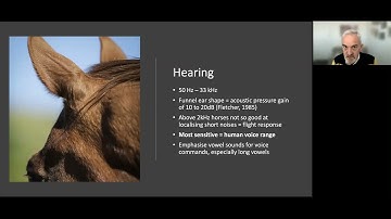 Andrew McLean: Speaking horse