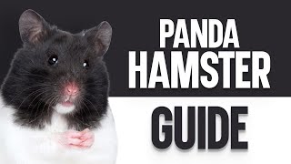 Panda Hamster – The Ultimate Guide by OurFitPets 3,652 views 1 year ago 3 minutes, 21 seconds