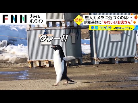 南極プロジェクト　昭和基地に“かわいいお客さん”　無人カメラに近づくのは...