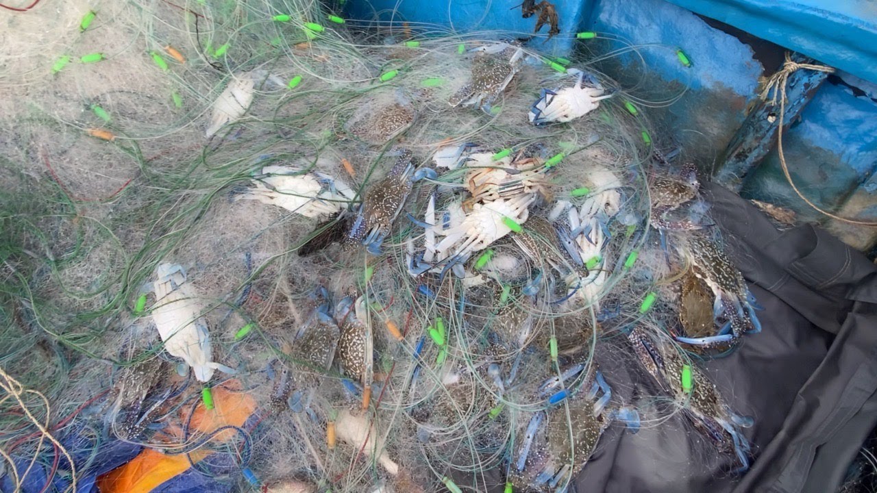 Một Ngày Trúng Đậm Ghẹ,Cá Bàn sa_Hôm Nay Bội Thu Hơn 20triệu_Ngày May Mắn Nhất Từ Trước Tới Nay