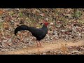 Фазан прелат или сиамская лофура Lophura diardi / Siamese fireback